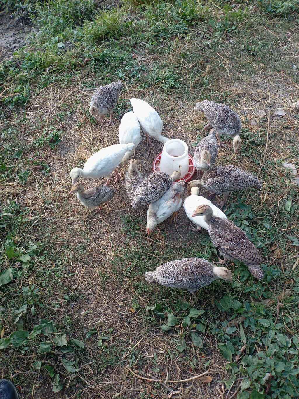 Məhsul: Türki balaları (hind toyuğu cücələri) Təsvir: - Şəkillərdə — Heyvanlar, Bərdə