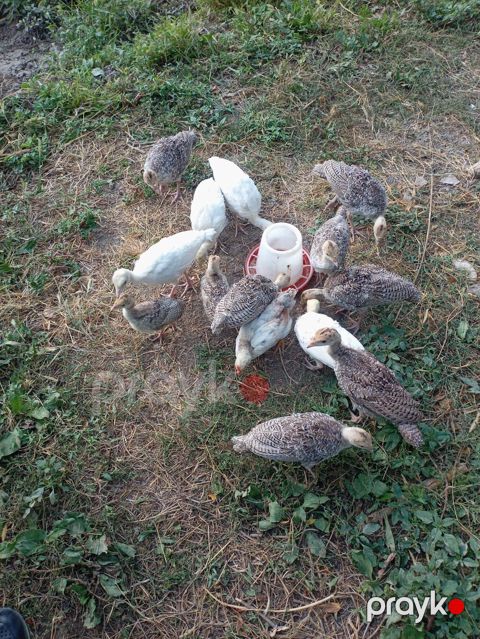 Məhsul: Türki balaları (hind toyuğu cücələri) Təsvir: - Şəkillərdə — Bərdə