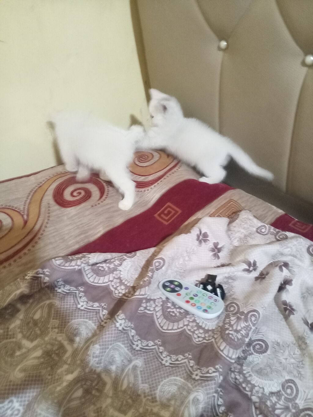Şotland, Dişi, Yaxşı əllərə — Pişiklər, Digah (3)