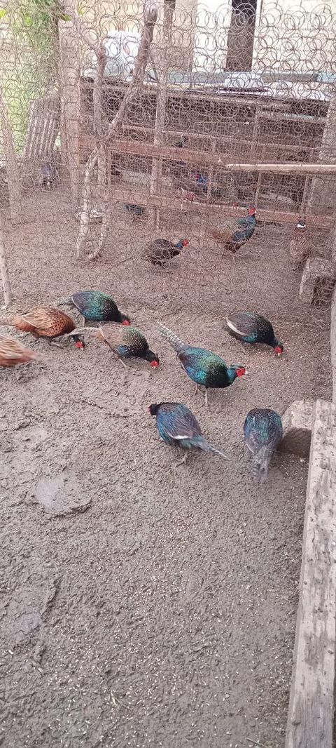 Qırqovullar — Bakı