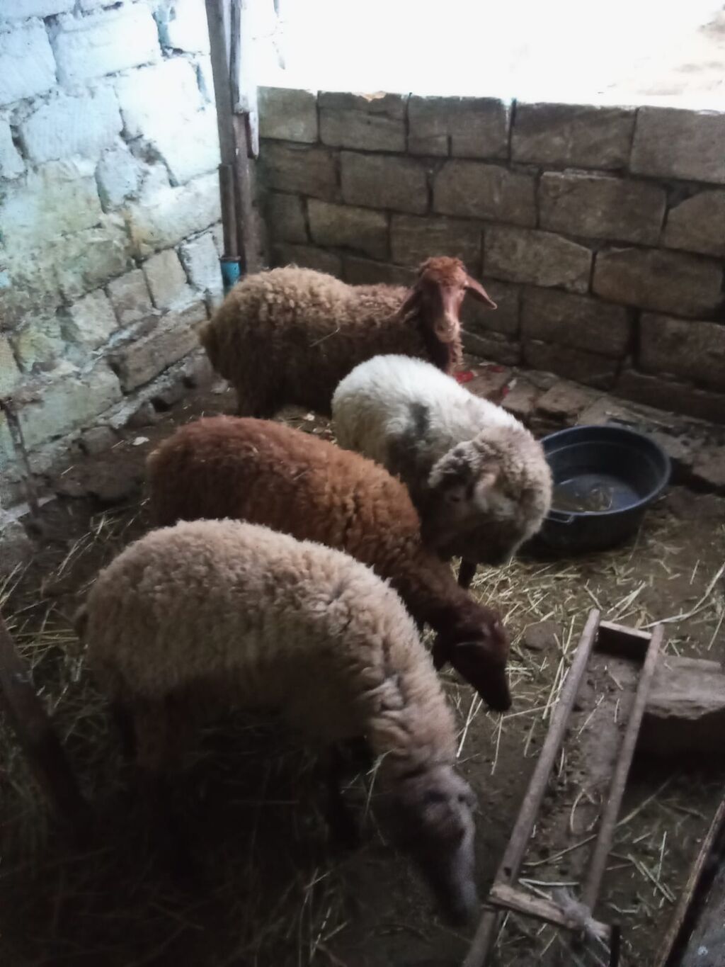 4 dene quzu istəyən olsa yazsın videosunu atım baxın real alıcıya — Heyvanlar, Xırdalan (6)