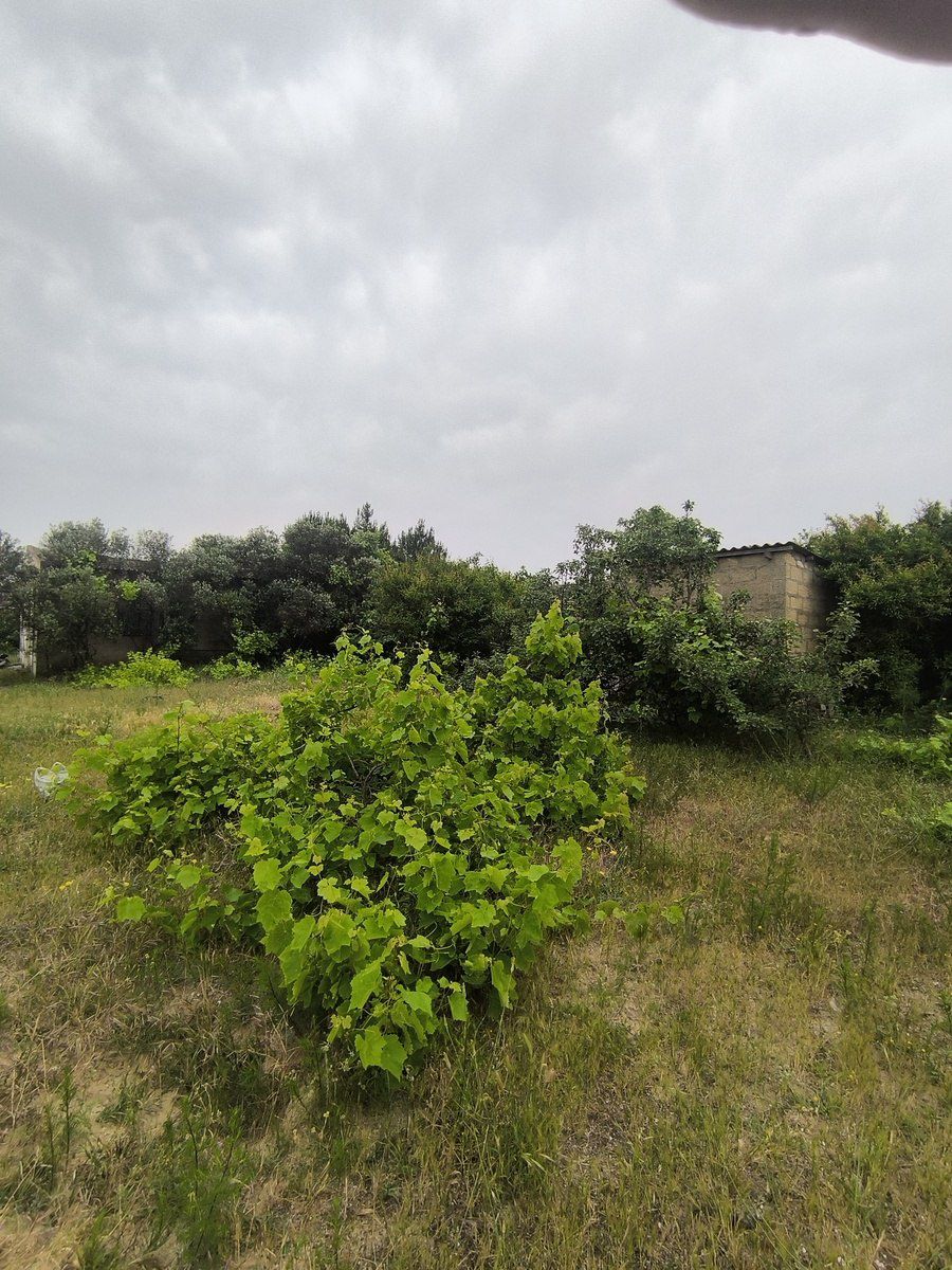 Satılır torpaq 500 sot — Torpaq, Bakı (10)