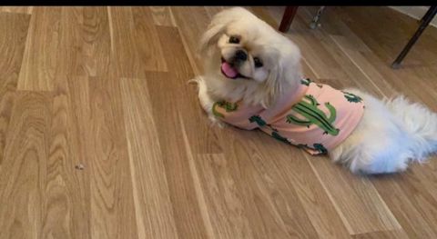 Pekines (cütləşdirmək üçün) — Bakı