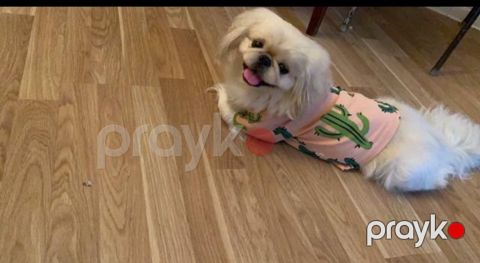 Pekines (cütləşdirmək üçün) — Sahıbı