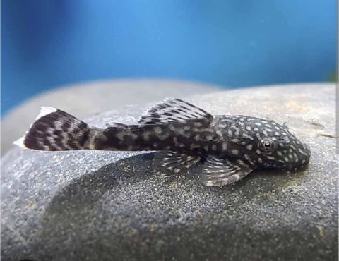 Ancistrus (Şüşə təmizliyən) balıq — Bakı