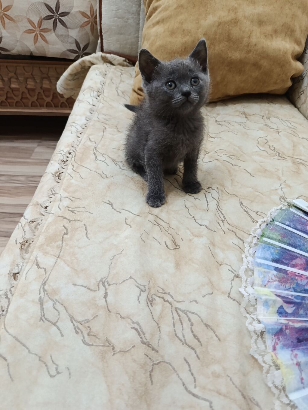 Yaxşı əllərə — Pişiklər, Masazır (2)