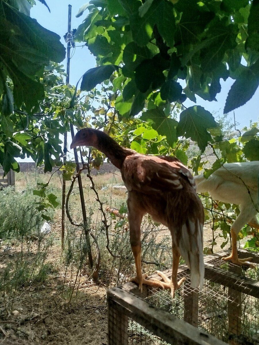Yaponka quşu — Quşlar, Bakı (3)