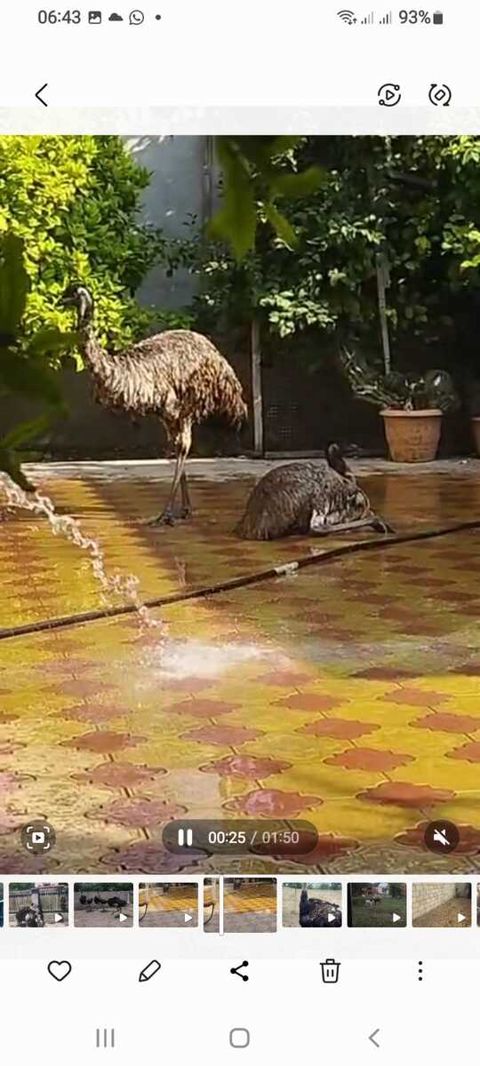 Afrika dəvəquşu və EMU dəvəquşu — Bərdə