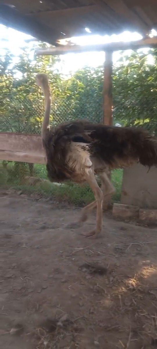 Afrika dəvəquşu və EMU dəvəquşu — Quşlar, Bərdə (6)
