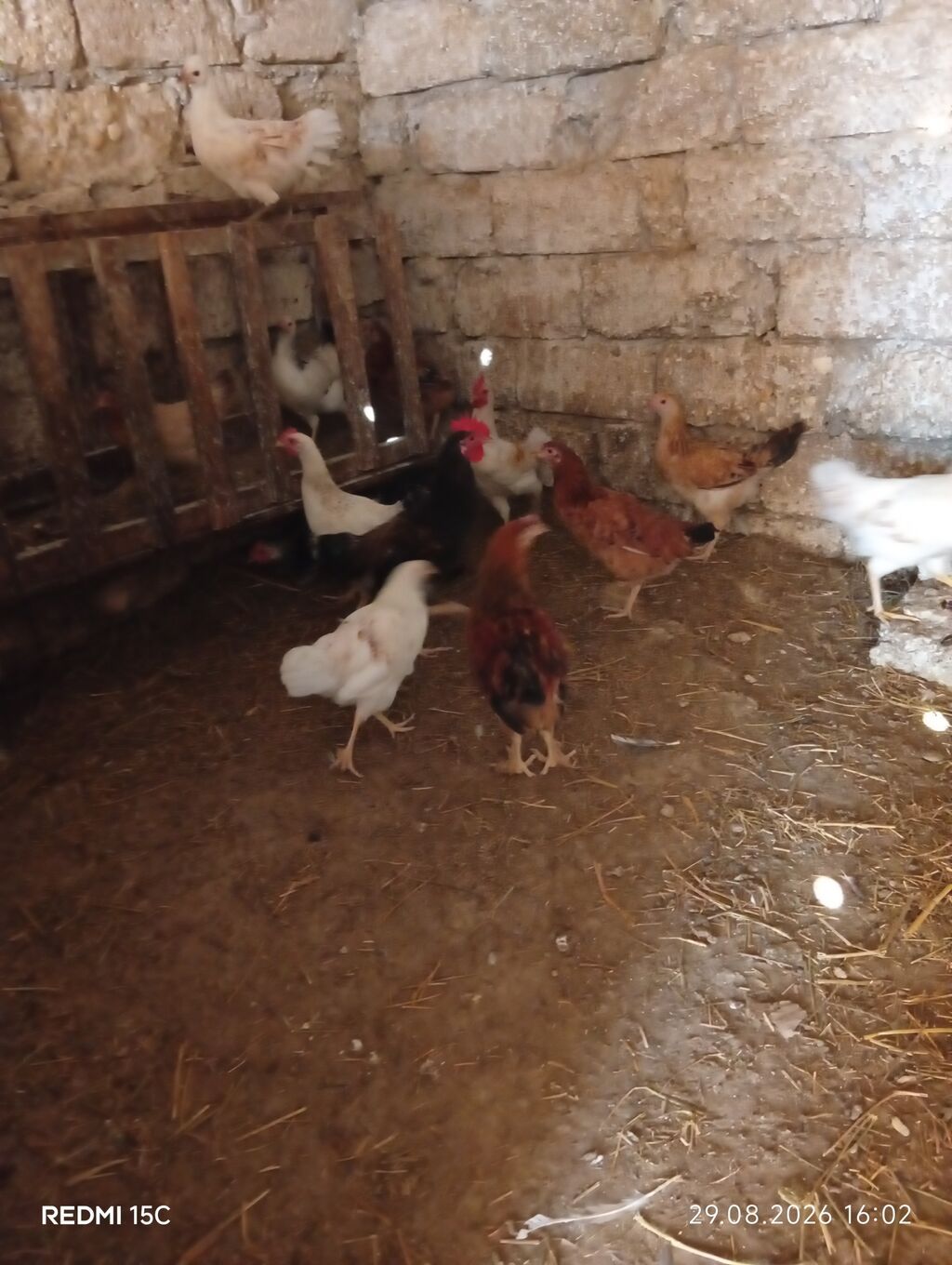 Toyuq, Yumurtalıq — Heyvanlar, Digah (6)