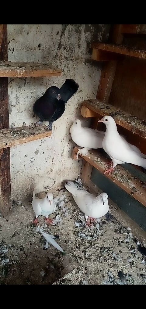 6 dene qusdu biri 2 manatdı quslarda berdededi — Bərdə