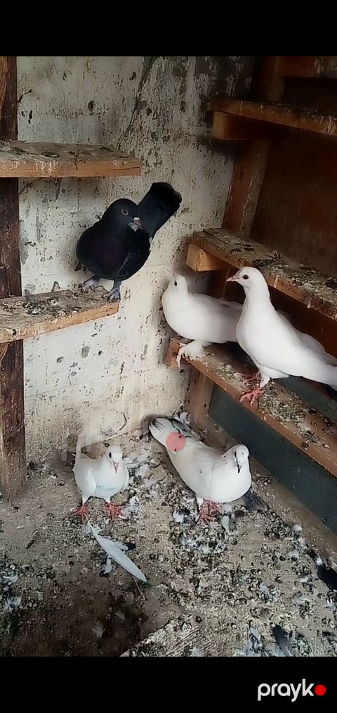 6 dene qusdu biri 2 manatdı quslarda berdededi — Bərdə