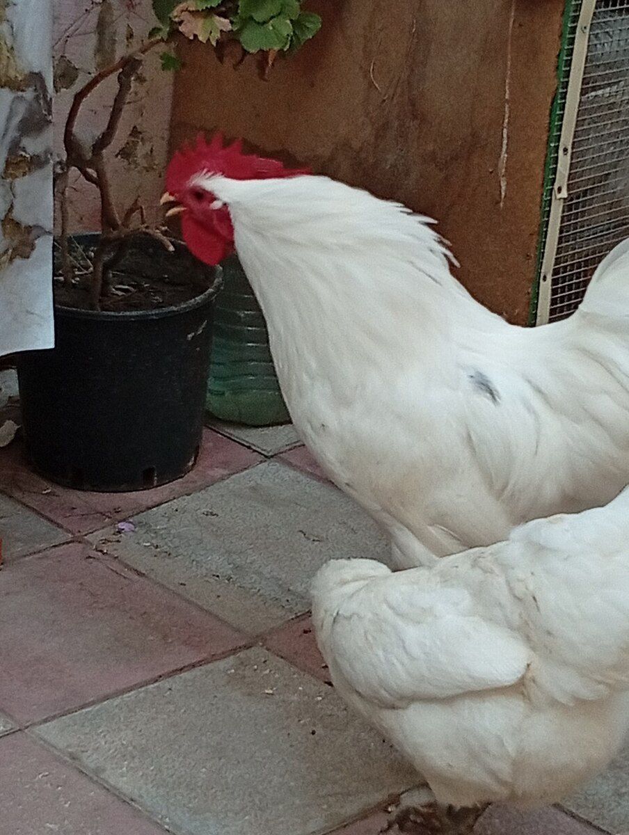 Avstralorp fərəsi — Quşlar, Bakı (4)