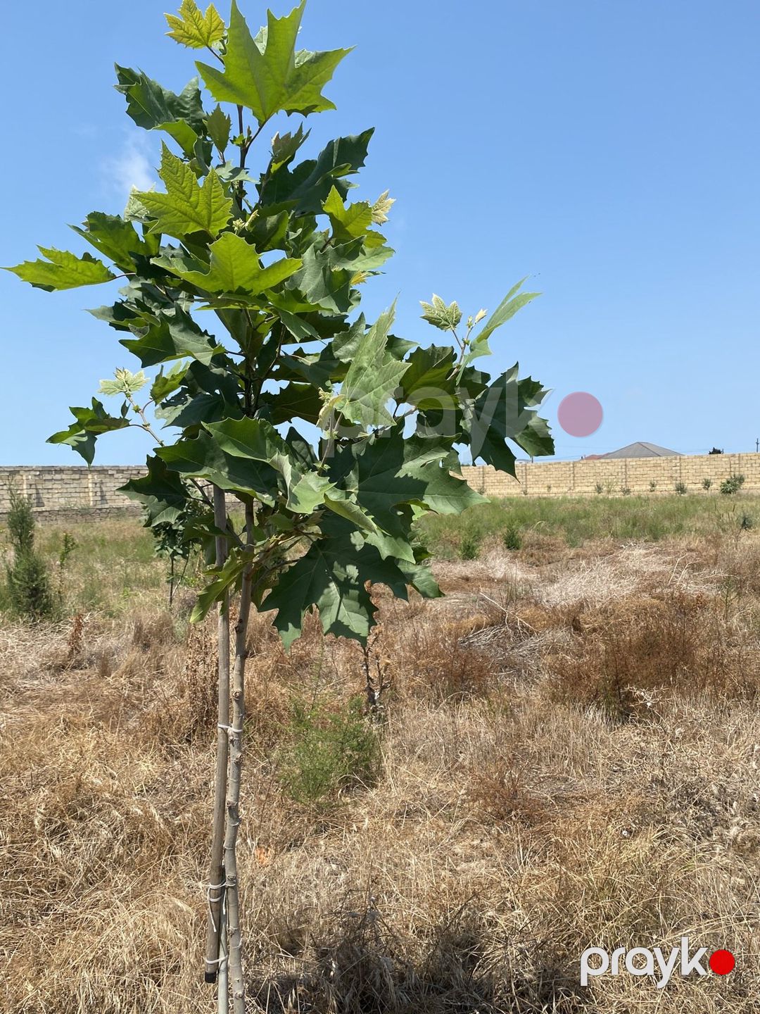 Satılır torpaq 12 sot — Torpaq, Bakı (5)