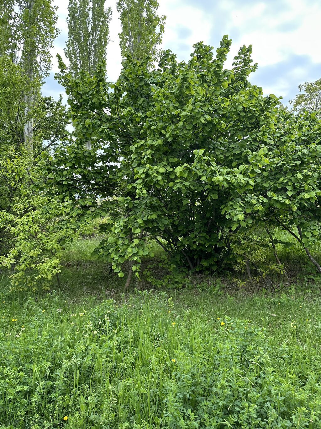 31 sot, Tikinti, Mülkiyyətçi, Kupça (Çıxarış) — Torpaq, Gəncə (3)