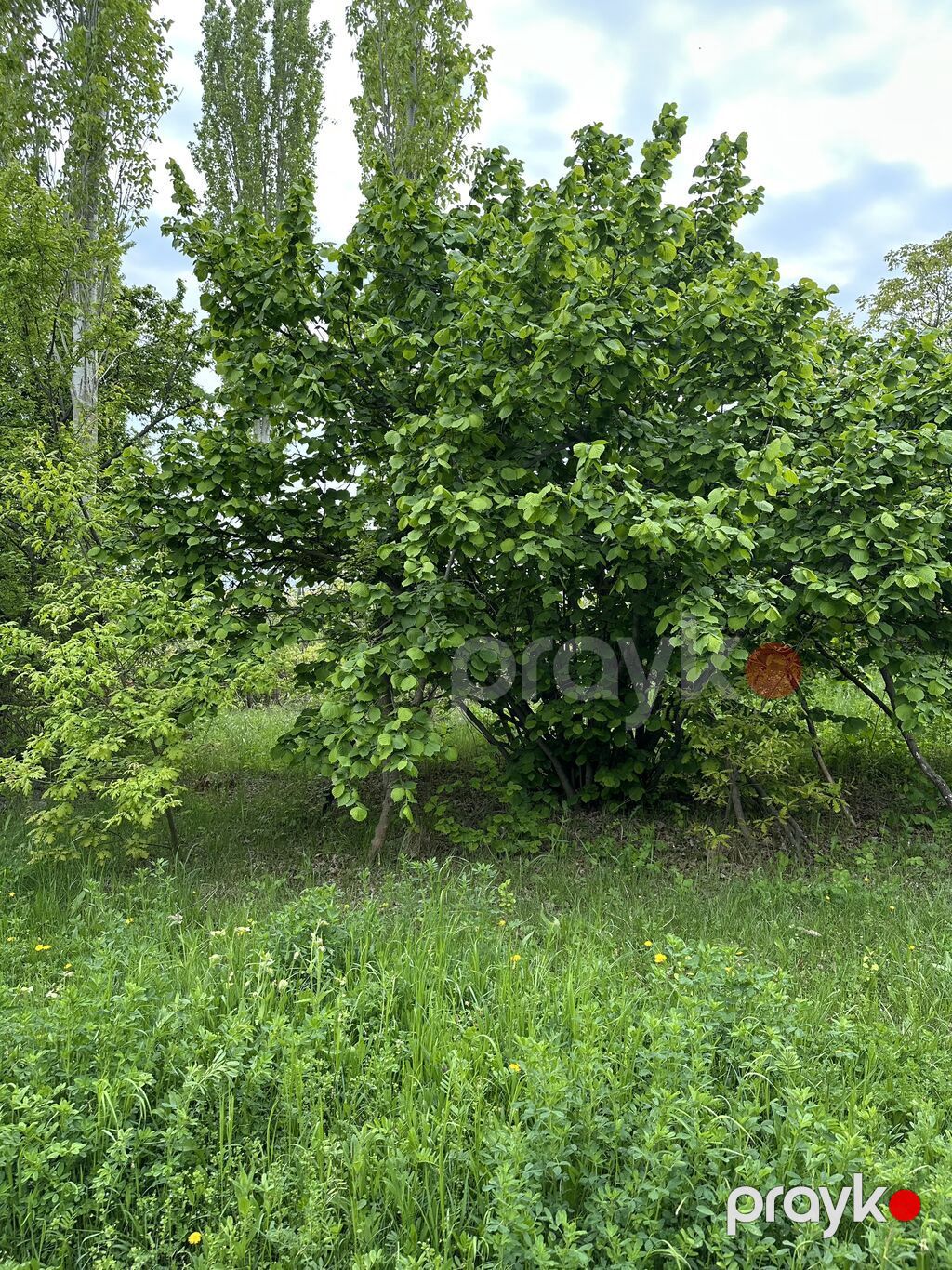 31 sot, Tikinti, Mülkiyyətçi, Kupça (Çıxarış) — Torpaq, Gəncə (3)