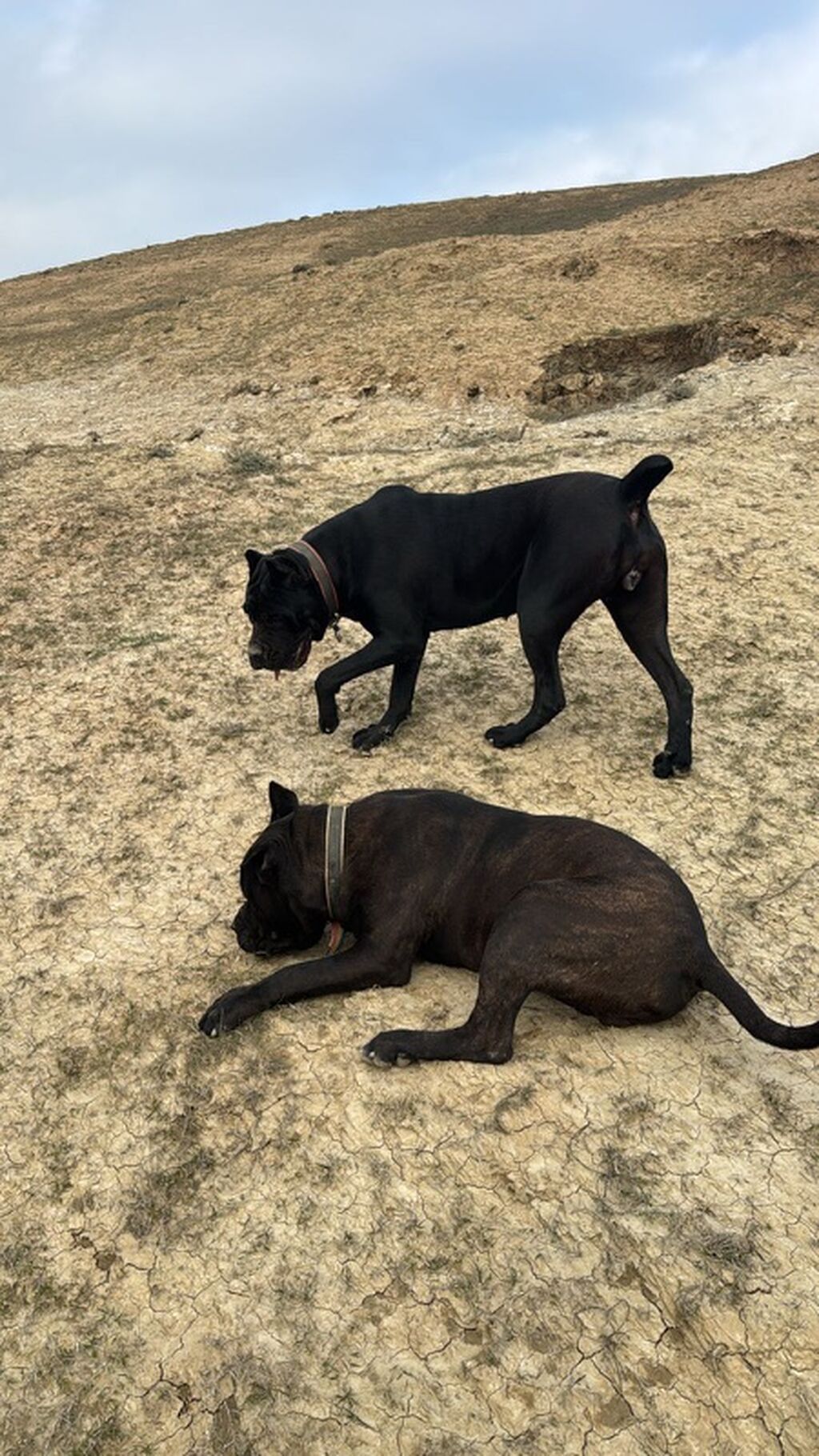 Kane-Korso, 1 ay, Peyvəndli — Heyvanlar, Qobu (3)
