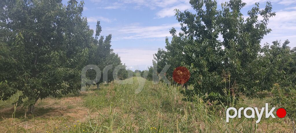 Salam bağ sexsi özümə aitdr bağı barter məsələside var bağı Bakıda — Qida məhsulları, Qusar (4)