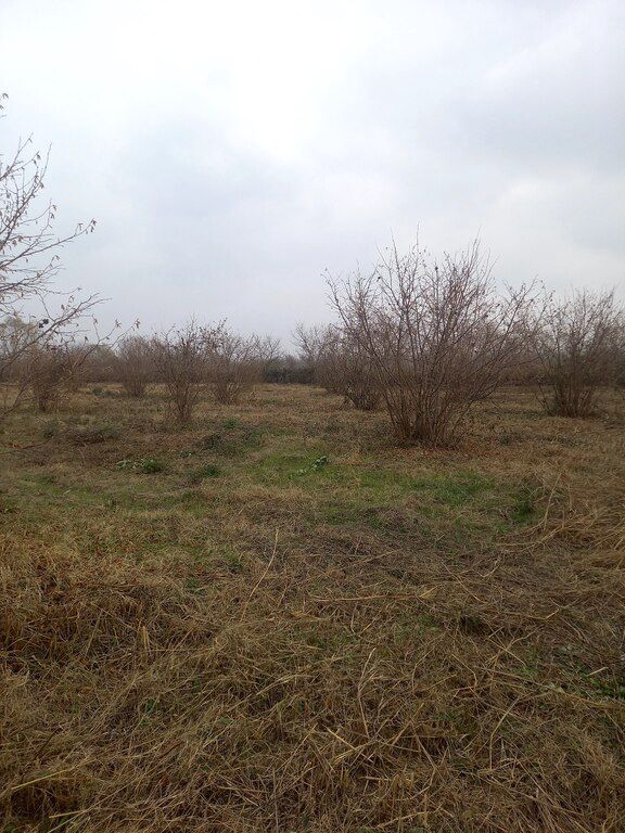 84 sot torpaq sahəsi, Şəki r — Torpaq, Şəki (9)