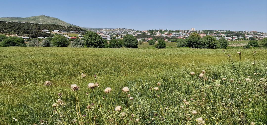 Satılır torpaq 226 sot — Torpaq, Şamaxı (9)