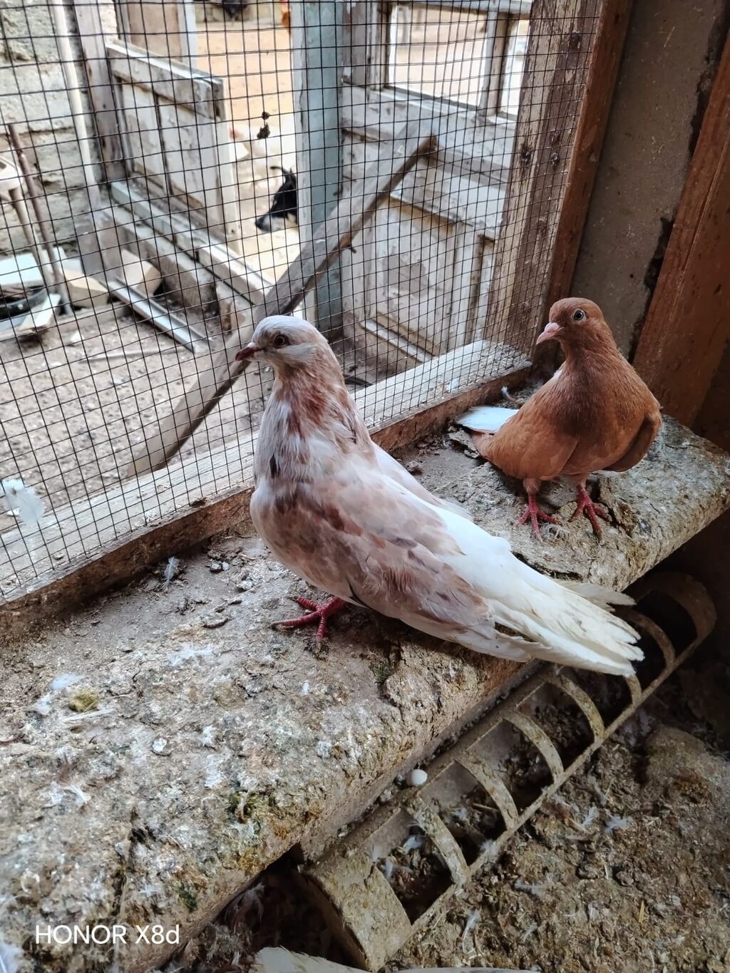 Ebreş agquyruqlar esenlerden qiymet birine aiddir unvan Suraxani — Quşlar, Digah (2)