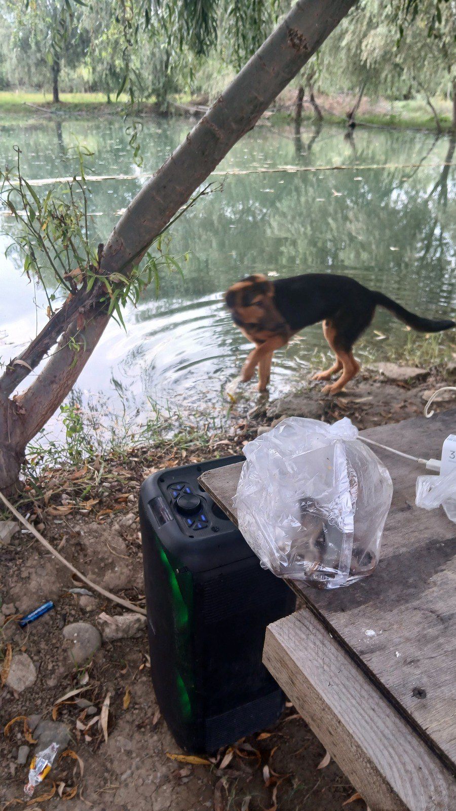 Polyak Hound ov iti — Heyvanlar, Tovuz (9)
