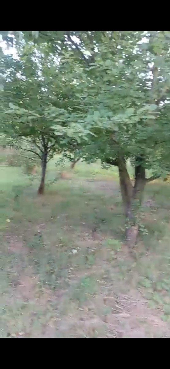 26 sot torpaq sahəsi, Quba r — Torpaq, Quba (3)