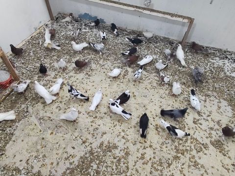 Satılır 4 manatdan hamsi tutulma heyvanlardir unvan Baki rayonlara — Bakı