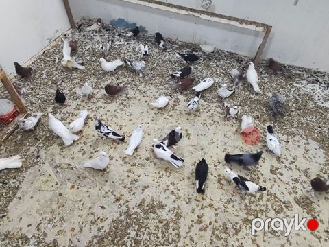 Satılır 4 manatdan hamsi tutulma heyvanlardir unvan Baki rayonlara — Bakı