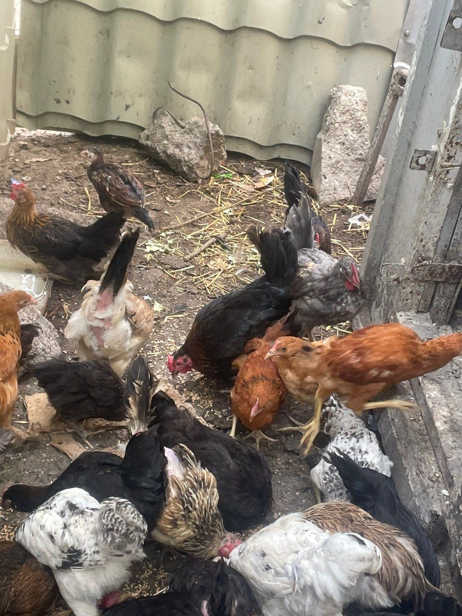 Toyuqlar və çolpalar — Quşlar, Sumqayıt (3)