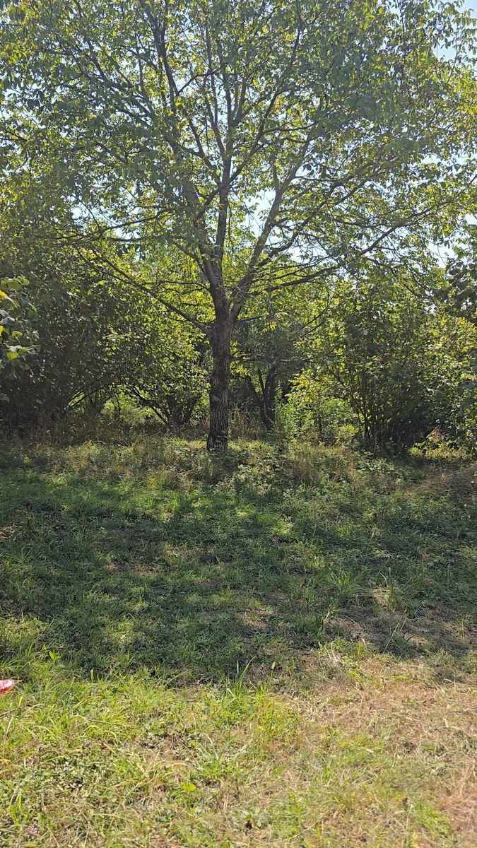 Satılır torpaq 20 sot — Torpaq, Qəbələ (2)