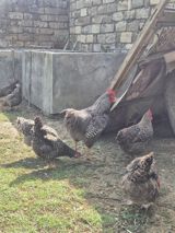 Toyuq, Yumurtalıq, Ödənişli çatdırılma — Chickens and roosters