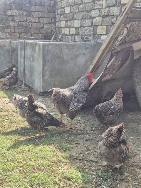 Toyuq, Yumurtalıq, Ödənişli çatdırılma — Bakı