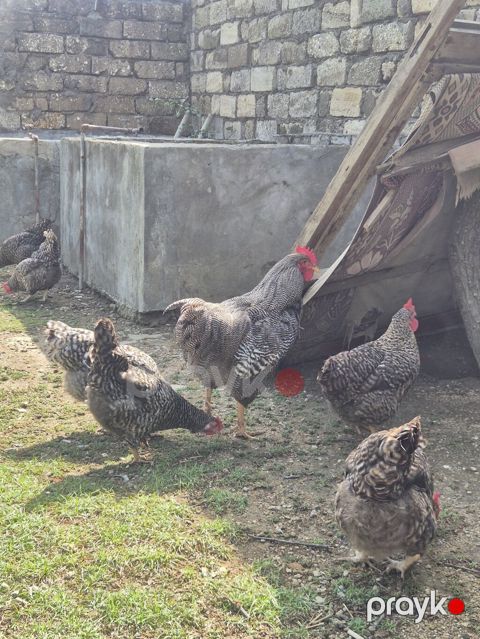 Toyuq, Yumurtalıq, Ödənişli çatdırılma — Bakı