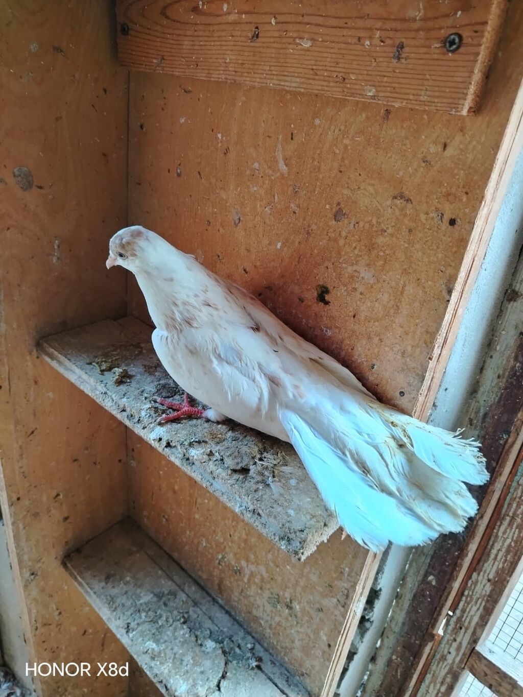 Ebreş agquyruqlar esenlerden qiymet birine aiddir unvan Suraxani — Quşlar, Digah (3)