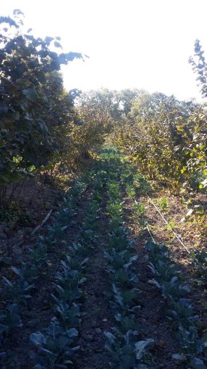 Satılır torpaq 180 sot — Torpaq, Xaçmaz (5)