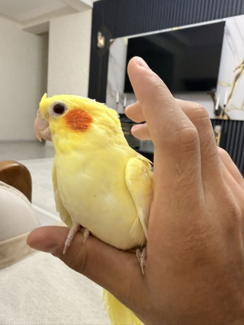 Növbət: Sarı rəngli nimfa papuqayı (cockatiel) Xüsusiyyətlər: - Rəng — Quşlar, Sumqayıt (2)