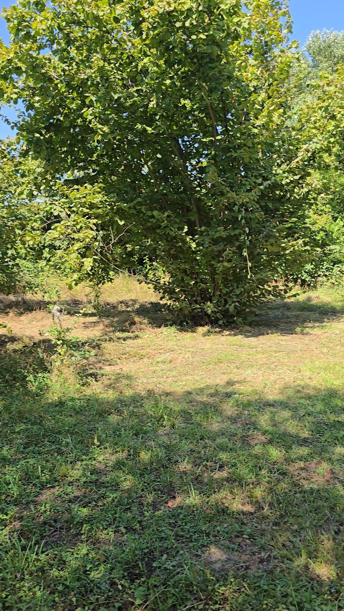 Satılır torpaq 20 sot — Torpaq, Qəbələ (3)