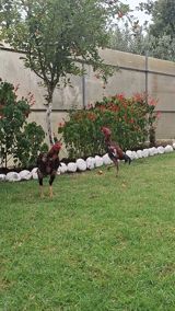 Qiymət Birinə Aiddi Real İstiyənə Endirimdə Eləməy olar iki ədəd — Chickens and roosters