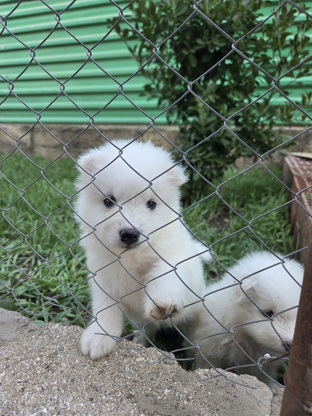 Samoyed — Heyvanlar, Bakı (9)