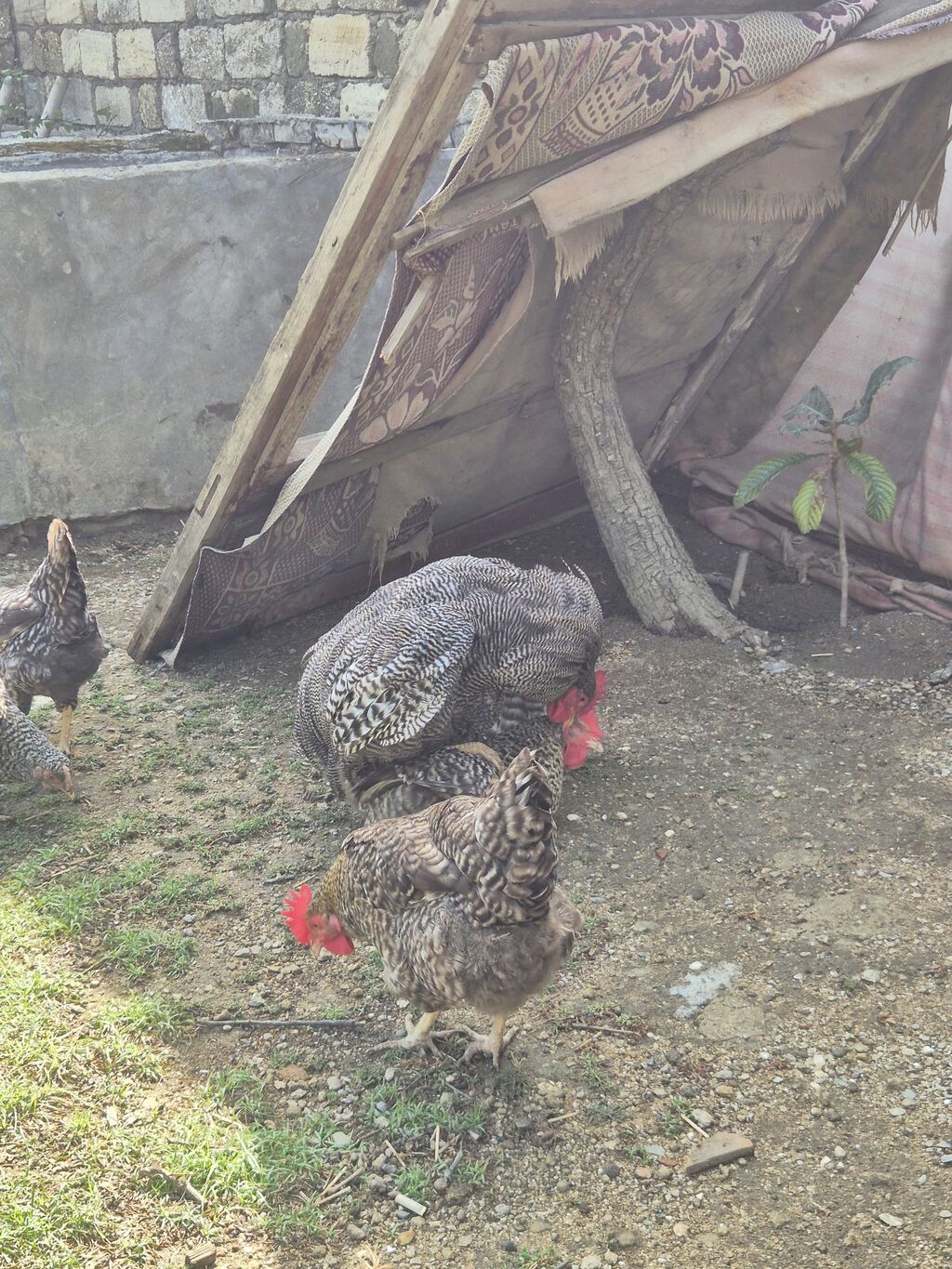 Toyuq, Yumurtalıq, Ödənişli çatdırılma — Heyvanlar, Bakı (10)