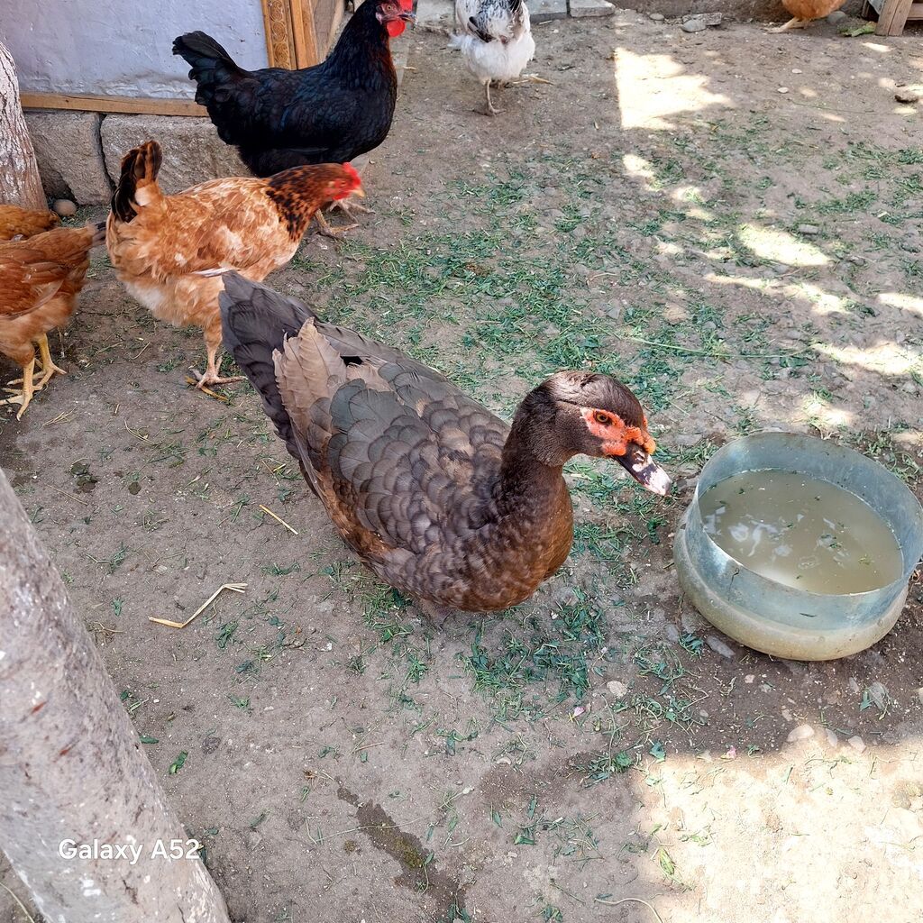 Orginal Təmiz qan Krasnador Erkəyi 6 Aylıqdı Tam Sağlam ideal erkəydi — Quşlar, Digah (5)