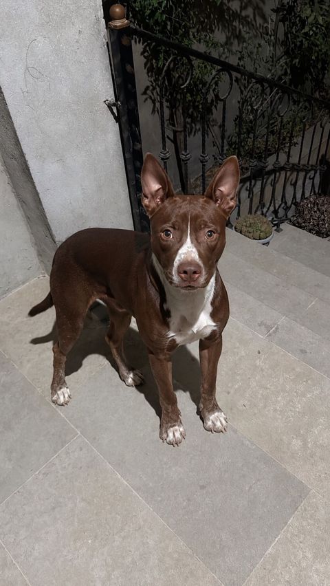 Pitbul, 5 ay, Erkək, Peyvəndli — Digah