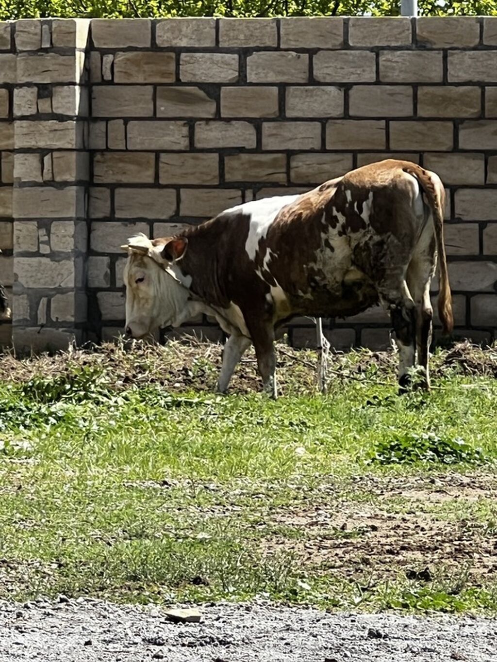 Smental satılır dişi di dogmuyub. Cavabdeehem mala — Heyvanlar, Goranboy (3)