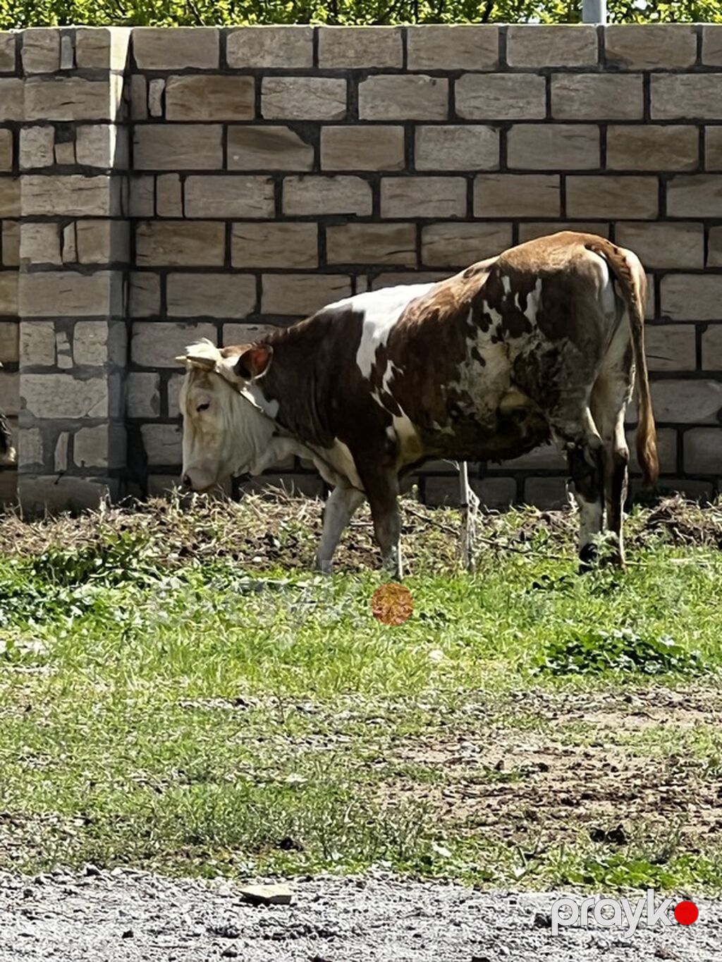 Smental satılır dişi di dogmuyub. Cavabdeehem mala — Heyvanlar, Goranboy (3)