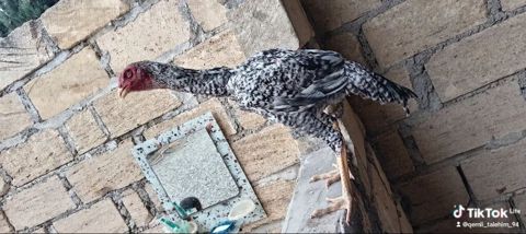 Heyratı pley mut satlır — Samux