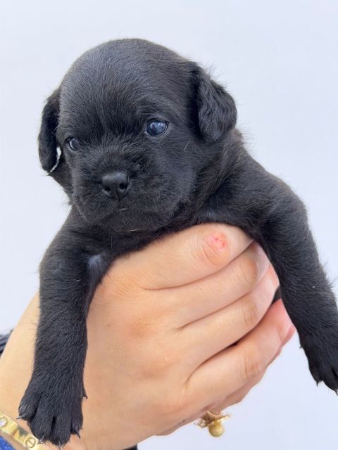 Pekines balası — Gəncə