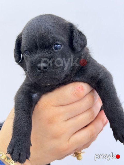 Pekines balası