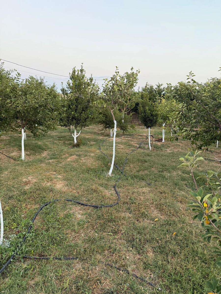 Satılır 1 otaqlı həyət evi/bağ evi 50 m² — Ev, villa, Bakı (4)