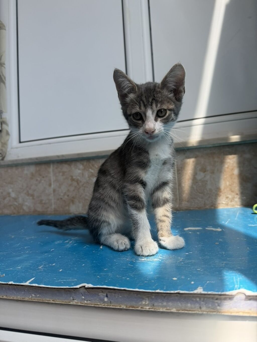 Tabbi, Yaxşı əllərə — Pişiklər, Bakı (4)